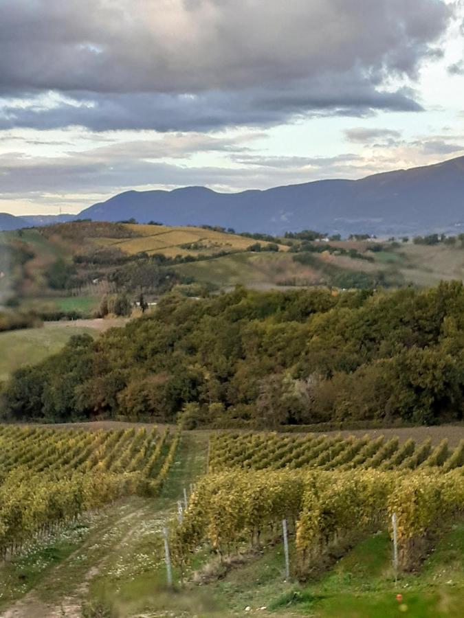 Tenuta Grimaldi Wine Resort Matelica Exteriér fotografie