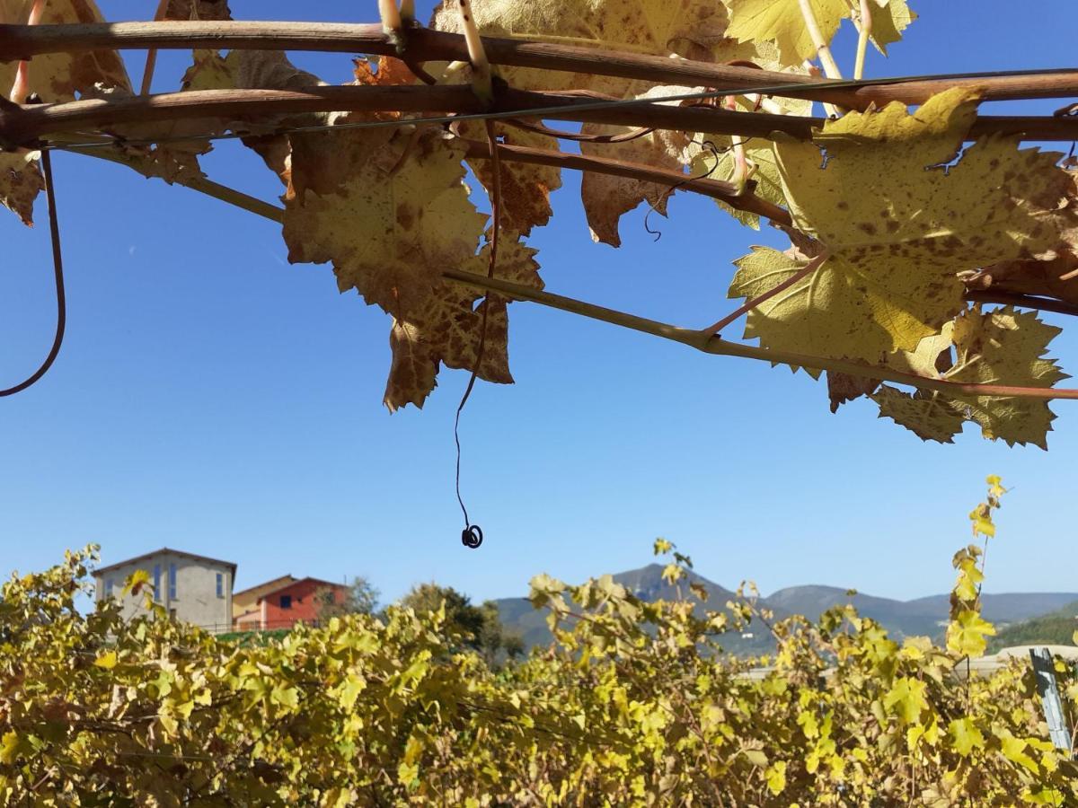 Tenuta Grimaldi Wine Resort Matelica Exteriér fotografie