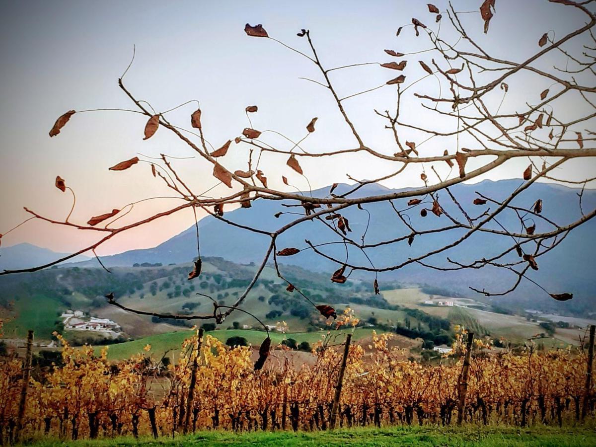 Tenuta Grimaldi Wine Resort Matelica Exteriér fotografie